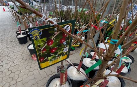 Demand for fruit trees increases as gardening season arrives in Greater Toronto Area